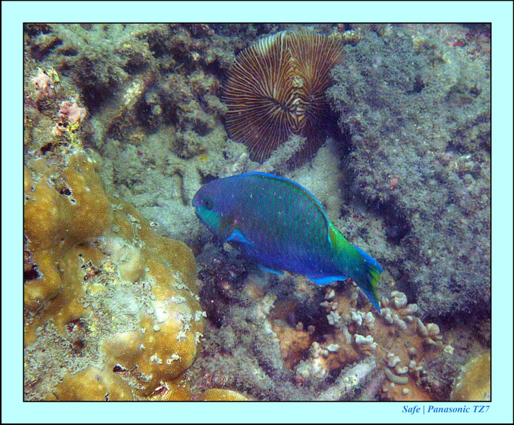 2011 - 03 - Koh Ngai 117